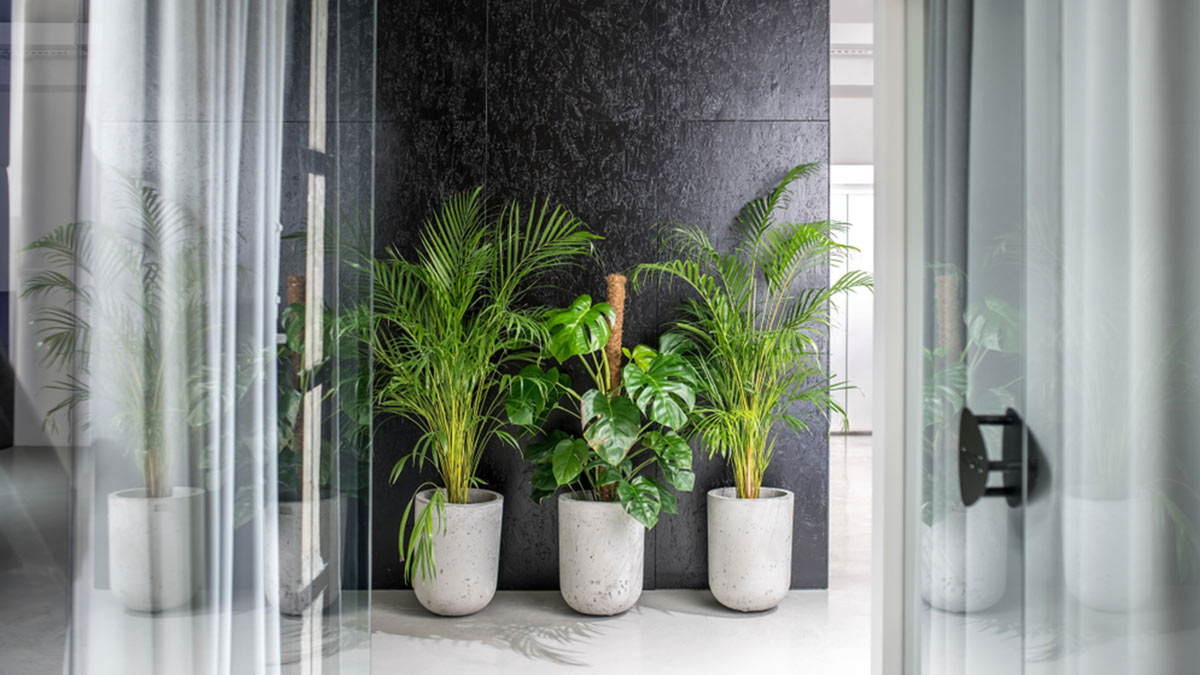 Three large green potted plants at the end of a corridor in an office space