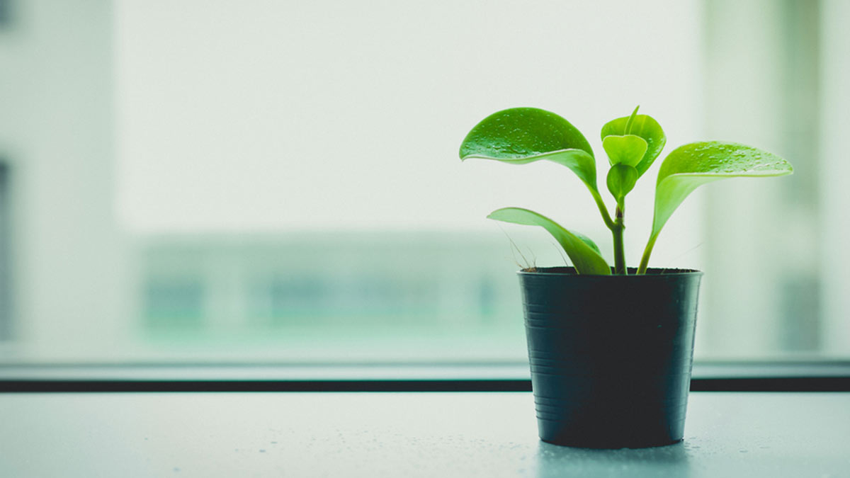 Close up of a  healthy green plant in a pot with water droplets on the leaves