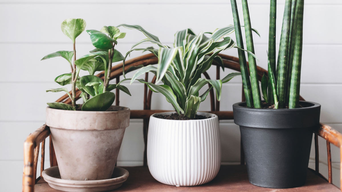 A close up of three healthy green plants in three different pots